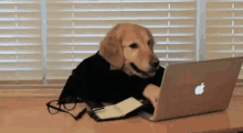 Dog Laptop GIF - Dog Laptop Type GIFs