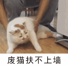 Lazy Cat GIF - Lazy Cat Fat GIFs