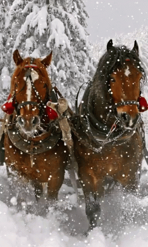 Horse Christmas GIF - Horse Christmas Xmas - Discover amp Share GIFs