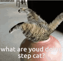 Step Cat GIF - Step Cat What Are You Doing GIFs