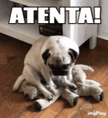 Pug Atenta GIF - Pug Atenta Dogs GIFs