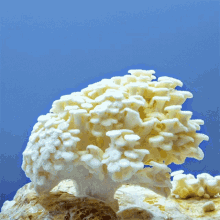 white oyster mushroom doubleblind shroom fungus fungi