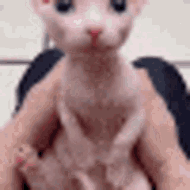 Bingus Cat GIF - Bingus Cat Sphinx GIFs
