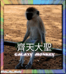 toto totothewoofer galaxymonkey monkey lucky