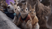 Really Mopsy Rabbit GIF - Really Mopsy Rabbit Flopsy Rabbit GIFs
