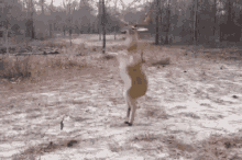 Deer Dance GIF - Deer Dance Spin GIFs