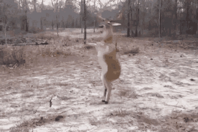 Deer Dance GIF - Deer Dance Spin - Discover & Share GIFs.
