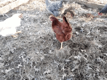 clucking hen chicken foraging