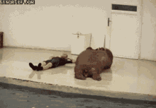 Walrus Working Out GIF - Walrus Working Out Exercise GIFs