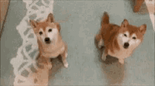 Funny Animals Corgi GIF - Funny Animals Corgi Doggo GIFs