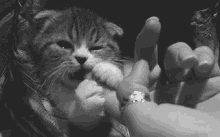 cat lick chew finger kitten