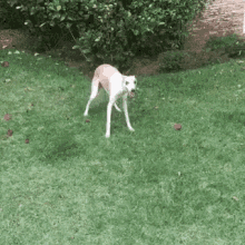 Dog Running GIF - Dog Running Incircles GIFs