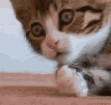 Wow Shook GIF - Wow Shook Cat GIFs