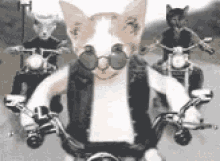 Biker Cat Cat Bikers GIF - Biker Cat Cat Bikers GIFs