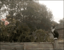 Cat Explosion GIF - Cat Explosion Boom GIFs