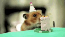Cheese Cake Birthday GIF - Cheese Cake Birthday Mouse GIFs