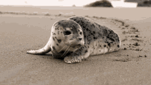 Seal Cute GIF - Seal Cute Baby GIFs
