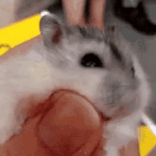 仓鼠 老鼠 舔手指 可爱 GIF - Hamster Mouse Licking GIFs