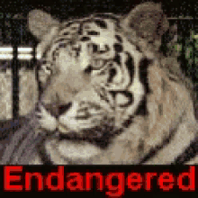 Endangered Species Extinction Is Forever GIF - Endangered Species Extinction Is Forever Be Part Of The Solution GIFs