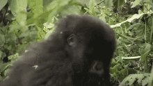 Throw Away Mountain Gorillas Survival Dian Fosseys Legacy Lives On GIF - Throw Away Mountain Gorillas Survival Dian Fosseys Legacy Lives On Short Film Showcase GIFs