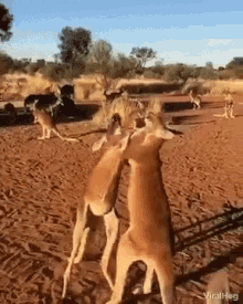 viralhog kickaboxing kangaroo fight buddies