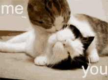 Love Licking GIF - Love Licking Cats GIFs