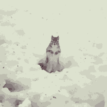 Squirrel Snow GIF - Squirrel Snow Freezing GIFs