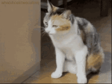 Cat See GIF - Cat See Later GIFs