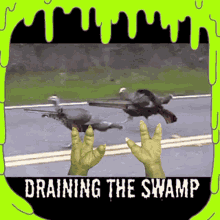 Swamp Turkeys GIF - Swamp Turkeys Drain The Swamp GIFs