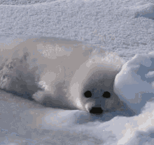 Baby Seal GIF - Baby Seal Cute Baby GIFs