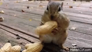 Squirrel Nut GIFs | Tenor
