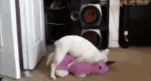 Cat Humping Teddy Pink Toy GIF - Cat Humping Teddy Pink Toy Pink Soft Toy GIFs