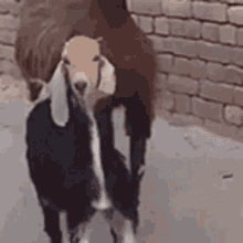 Goat Dance GIF - Goat Dance Walk GIFs
