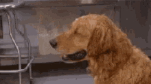 Dog Sweat GIF - Dog Sweat Wipe GIFs