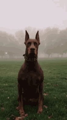 Dog Dobermann GIF - Dog Dobermann Cairo GIFs