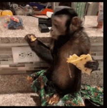 Monkeys Eating GIF - Monkeys Eating Hungry GIFs