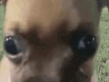 Koollua Jungkook GIF - Koollua Jungkook Dog GIFs