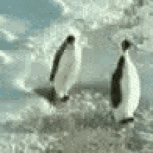 penguin push
