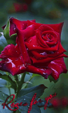 Rose Red GIF - Rose Red Roses For You GIFs