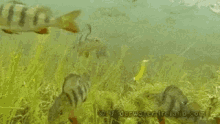 Fish Eating GIF - Fish Eating Im Out GIFs