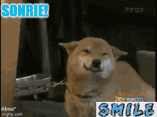 Sonrie Smile Dog GIF - Sonrie Smile Dog GIFs
