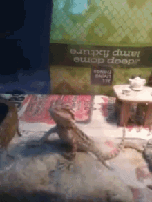why do bearded dragons close one eye and keep the other open why do bearded dragons close one eye and keep the other open