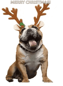 Merry Christmas Dog GIF - Merry Christmas Dog Happy GIFs