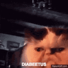 life grumpy cat diabeetus
