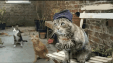 Cats GIF - Cat Cats Poorkitty GIFs