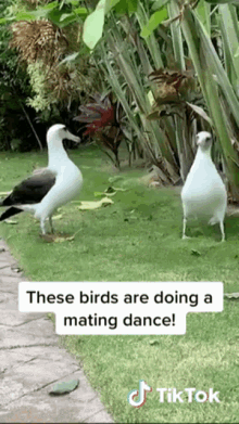Birds Love GIF - Birds Love Mating Dance GIFs