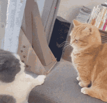 Cats Fight GIF - Cats Cat Fight GIFs