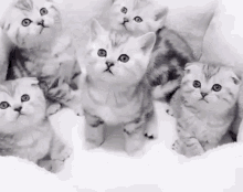 Kittens Cats GIF - Kittens Kitten Cats GIFs