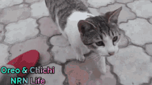 Nrnlife Oreo GIF - Nrnlife Oreo Oreo Kitten GIFs