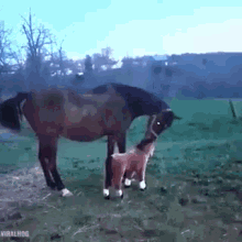 Horse Animals GIF - Horse Animals Kick GIFs